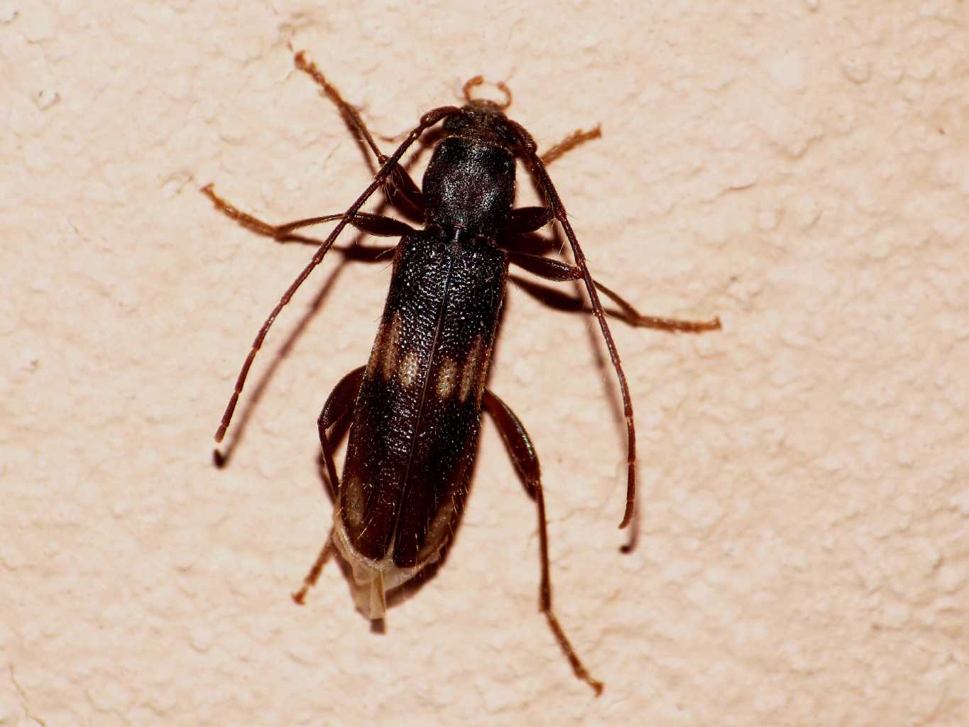 Piccolo Cerambycidae attratto dalla luce: Penichroa fasciata